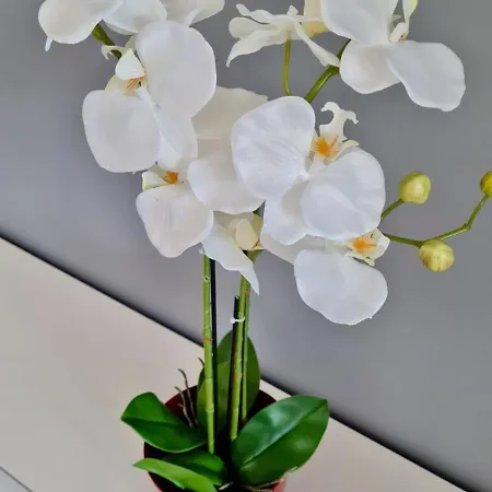 06bm - Plateaux Fleuris Apartment Antibes